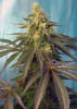 CREAM CARAMEL CBD 3+12
