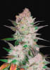 CREAM COOKIES 3 SEMILLAS1