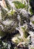 CREAM CARAMEL SWEET SEEDS1