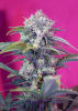 CREAM MANDARINE AUTO 3+11