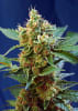 CREAM MANDARINE XL AUTO 3+13