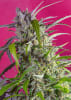 CRYSTAL CANDY AUTO 3+12