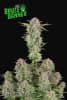BRUCE BANNER 3 SEMILLAS1