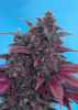 DARK DEVIL AUTO 3+11