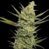 GIPSY HAZE 3 SEMILLAS1