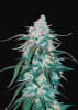 PINEAPPLE EXPRESS1