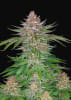 STRAWBERRY PIE1