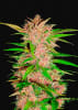 FASTBERRY1