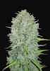ORIGINAL NORTHERN LIGHTS1