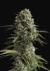 ORIGINAL SKUNK1