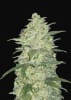 ORIGINAL WHITE WIDOW 3 SEMILLAS1