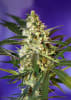 FAST BUD SWEET SEEDS1