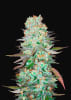 G141