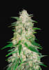 GELATO1