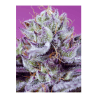 DIABLOS DELIGHT XL AUTO 3SEMILLAS1