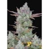 GORILLA COOKIES 3 SEMILLAS1