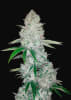 GORILLA GLUE1