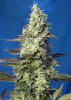 GREEN POISON XL SWEET SEEDS1