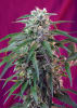 GREEN POISON SWEET SEEDS1