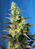 ICE COOL CBD 3+12