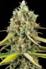 LEMON KING 3 SEMILLAS1