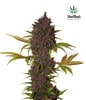 LSD251