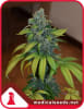ZKITTLEZ 3 SEMILLAS1