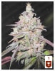 MENDOCINO CHANEL KUSH 3 SEMILLAS1