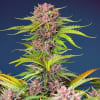 MIMOSA BRUCE BANNER XL AUTO 3SEMILLAS1