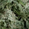 NORTHERN LIGHTS 3 SEMILLAS1