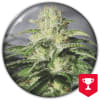 OG KUSH CBD 3 SEMILLAS1