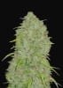 AUTO ORIGINAL JACK HERER1