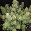 ORIGINAL AMNESIA HAZE2