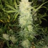 ORIGINAL CRITICAL 3 SEMILLAS1
