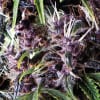 PURPLE1