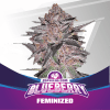 BLUEBERRY1