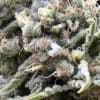 WHITE WIDOW CBD 3 SEMILLAS1