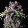 PURPLE 3 SEMILLAS1