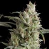 SUPER OG KUSH 3 SEMILLAS1