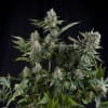 WHITE WIDOW PYRAMID SEEDS1