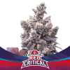 RED CRITICAL1