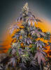 RED GORILLA GIRL XL 3 SEMILLAS2