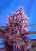 RED POISON AUTO 3+11