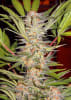 S.A.D. SWEET AFGANI DELICIOUS F1 3+11
