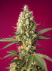 SKYWALKER OG RUNTZ XL1