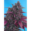AUTO BLACK CREAM 3 SEMILLAS SWEET SEEDS1