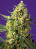 CRYSTAL CANDY XL 3 SEMILLAS1