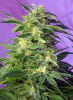 KILLER KUSH 3 SEMILLAS1