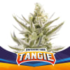 TANGIE XXL1