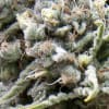 AUTO WHITE WIDOW1